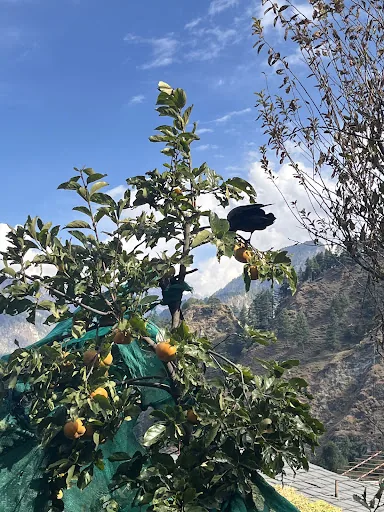 Ripe orange fruit on a tree in the orchard with the mountains beyond